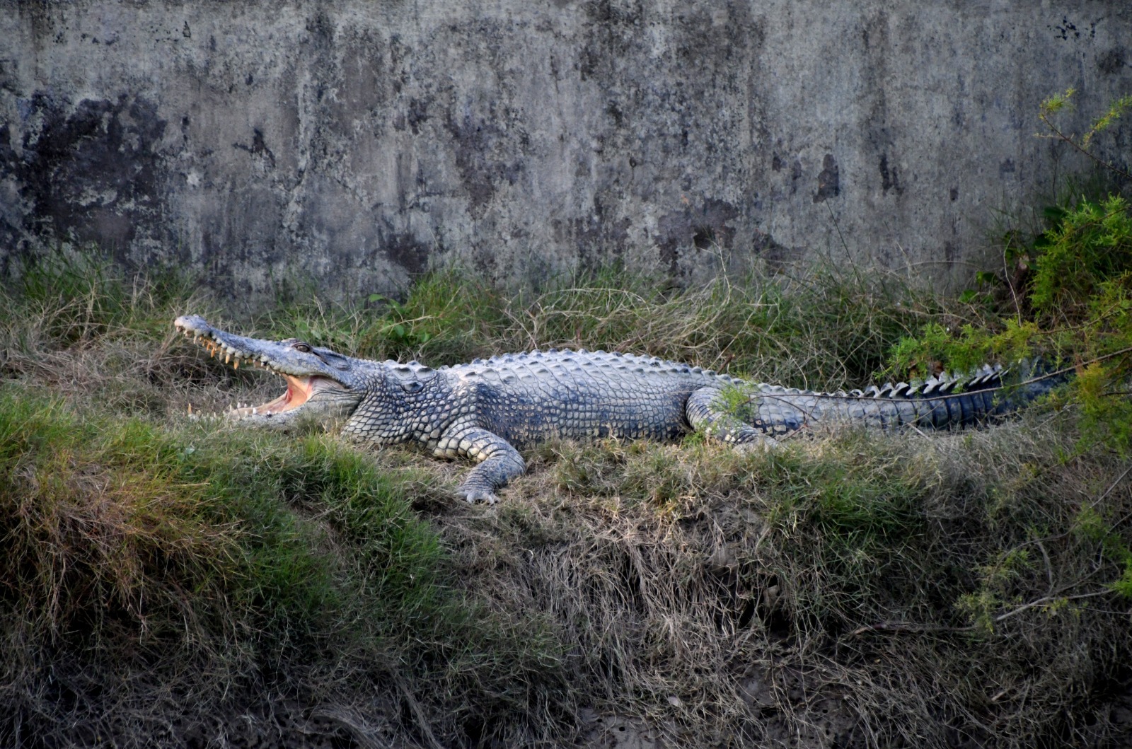 Enriching Biology excursion to the Sundarbans